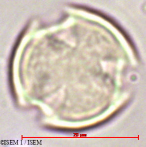 ISEM 1/Heberdenia_excelsa_29391/Heberdenia_excelsa_29391_0001(copy)_thumb.jpg